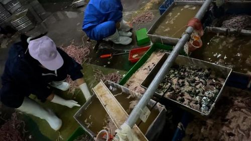 鵝腸鴨腸加工亂象 上熱搜 山東 河南兩地回應